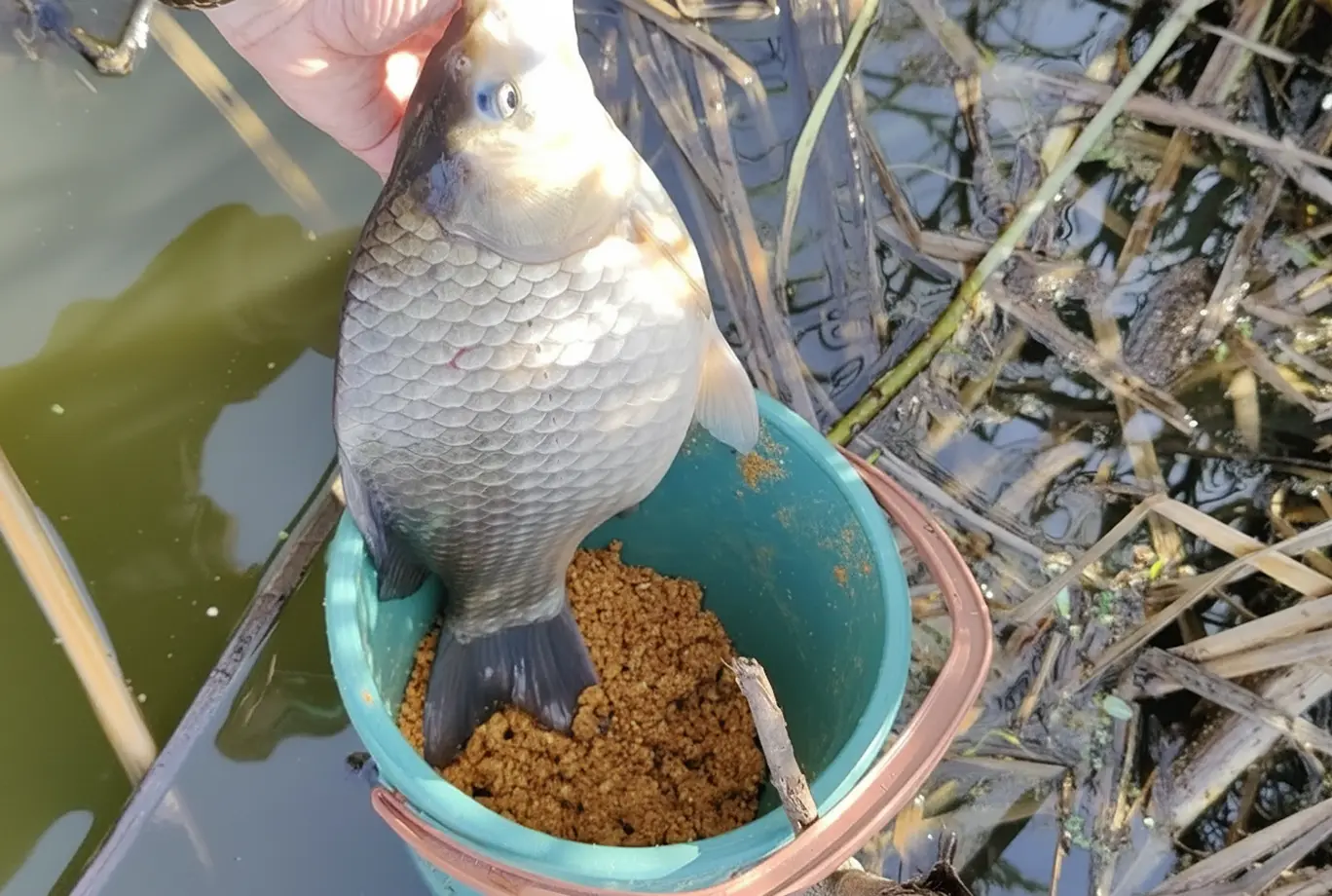 ловля карася