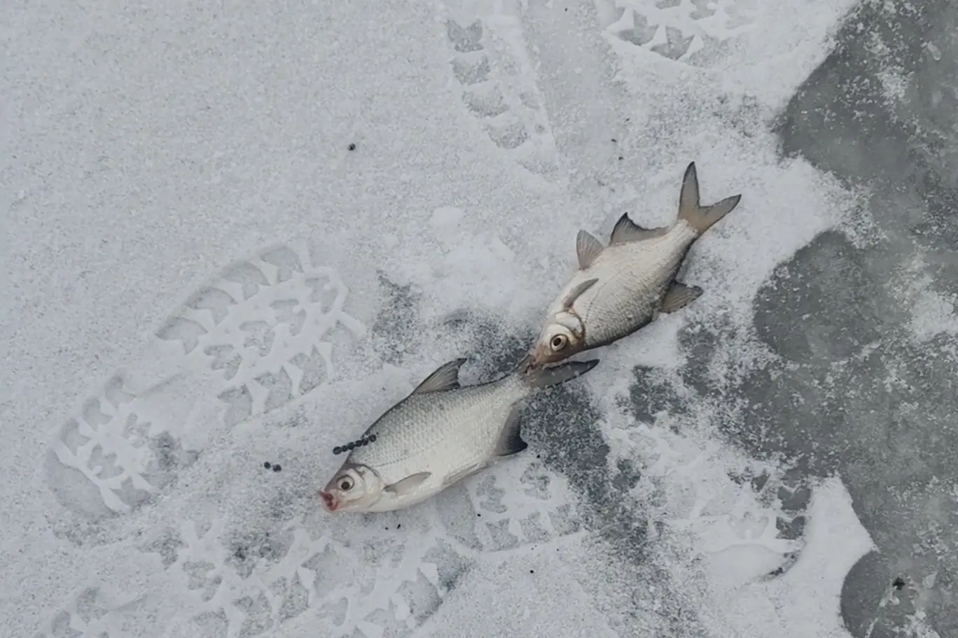 ловля леща на льду