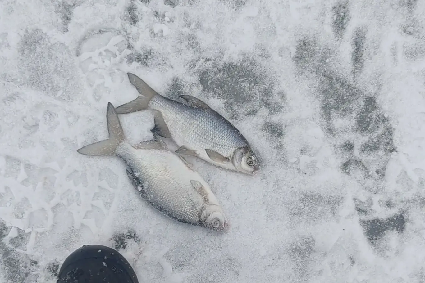 ловля леща на мормышку