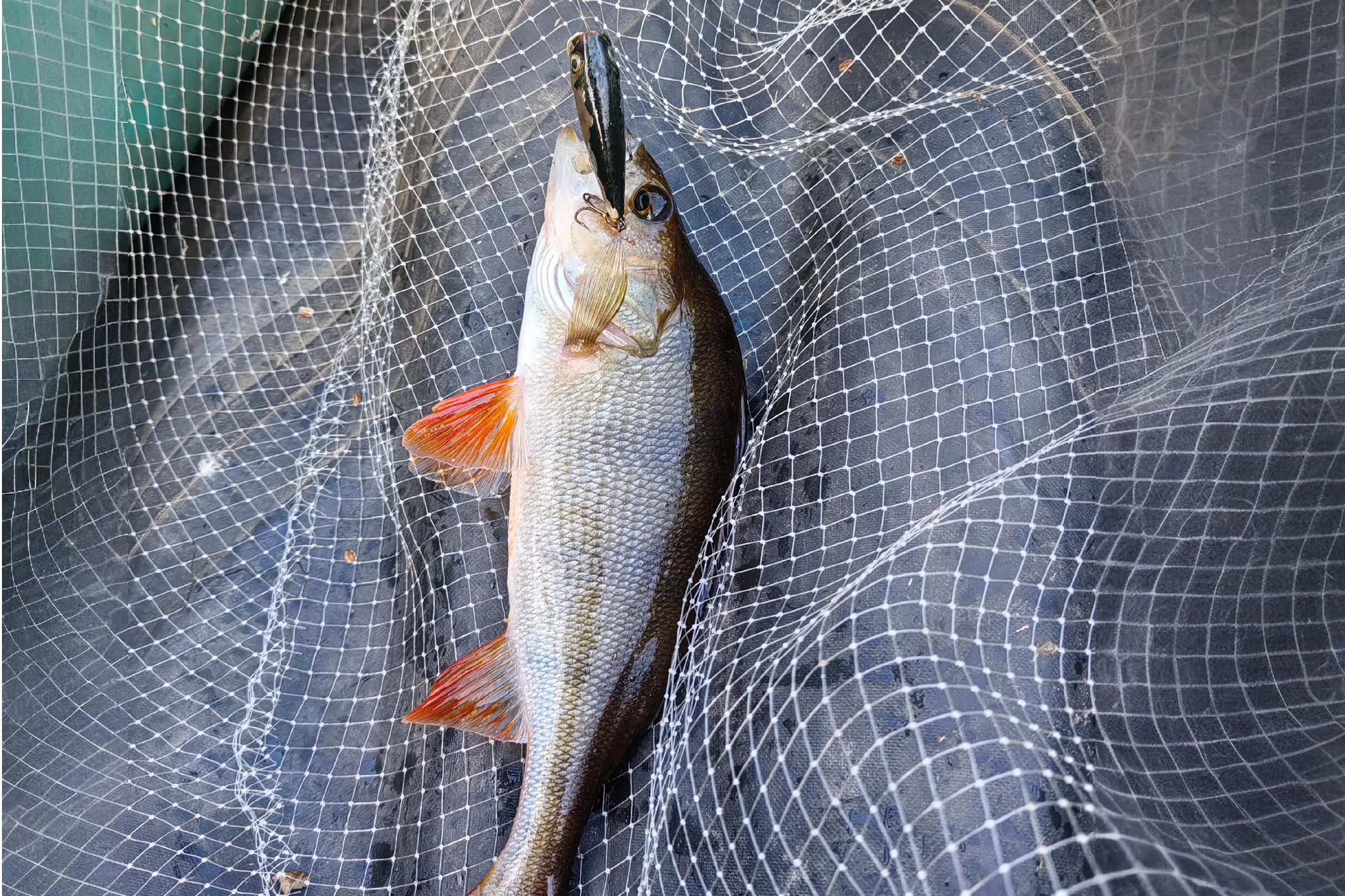 ловля окуня