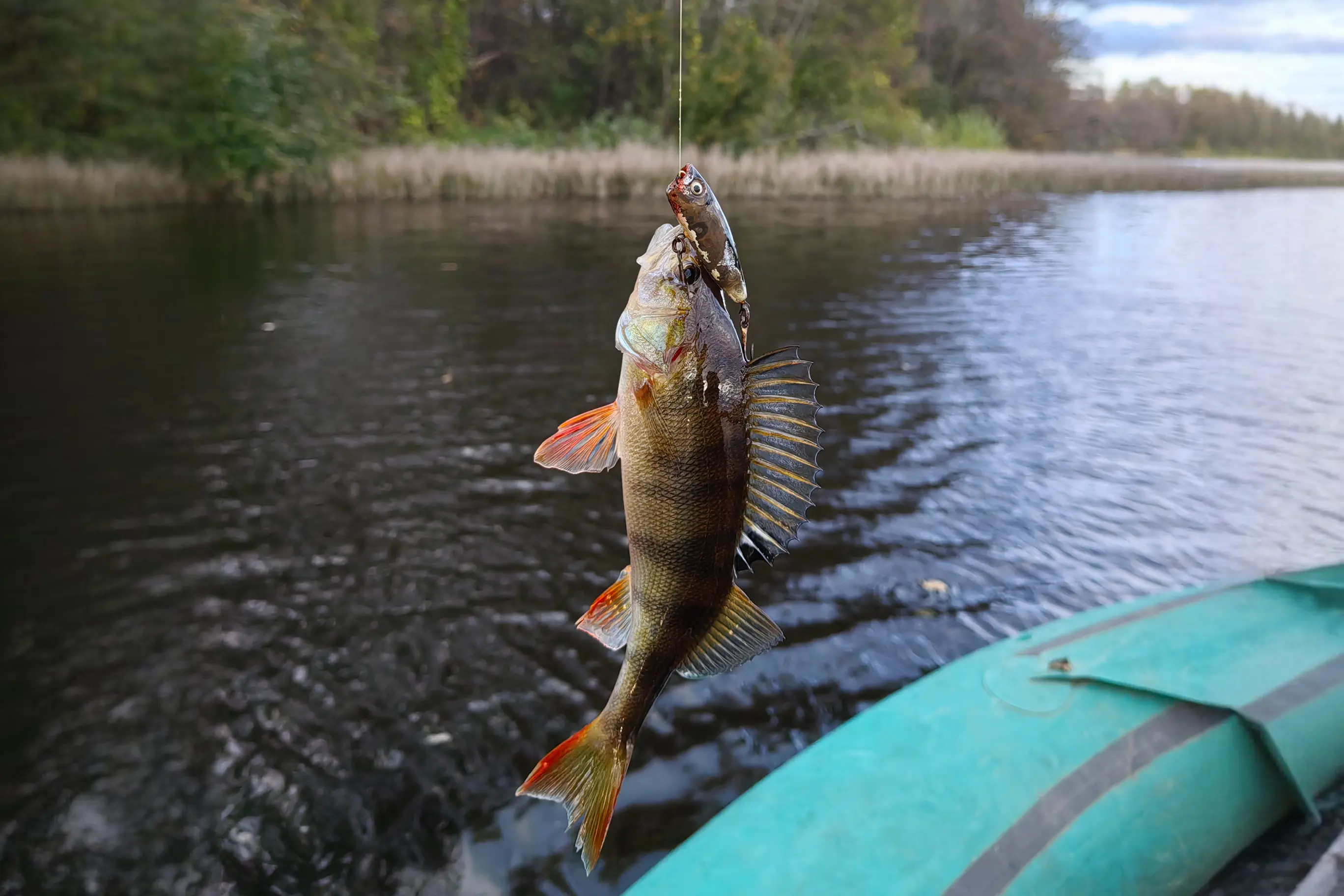 ловля окуня летом