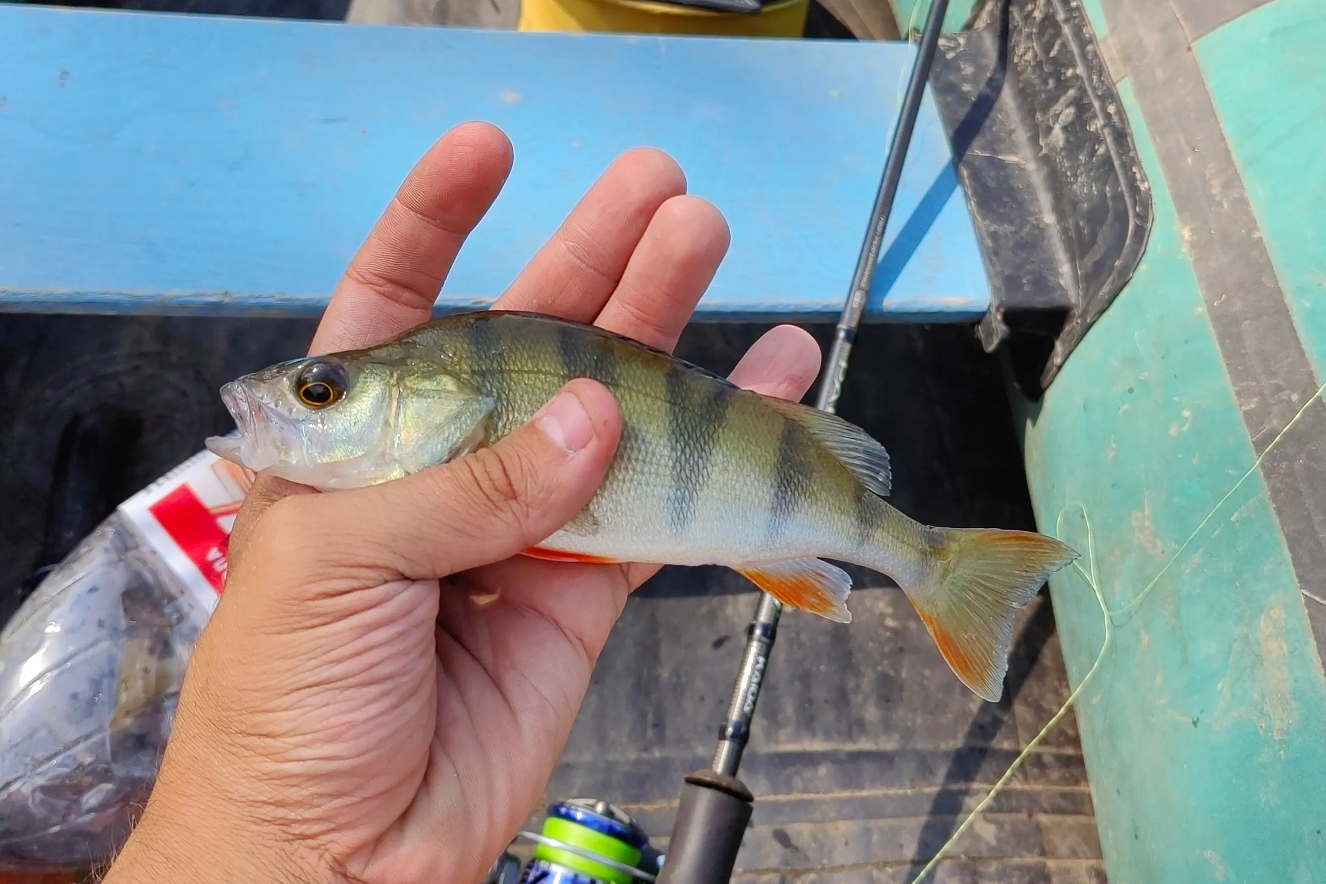 ловля окуня на спиннинг