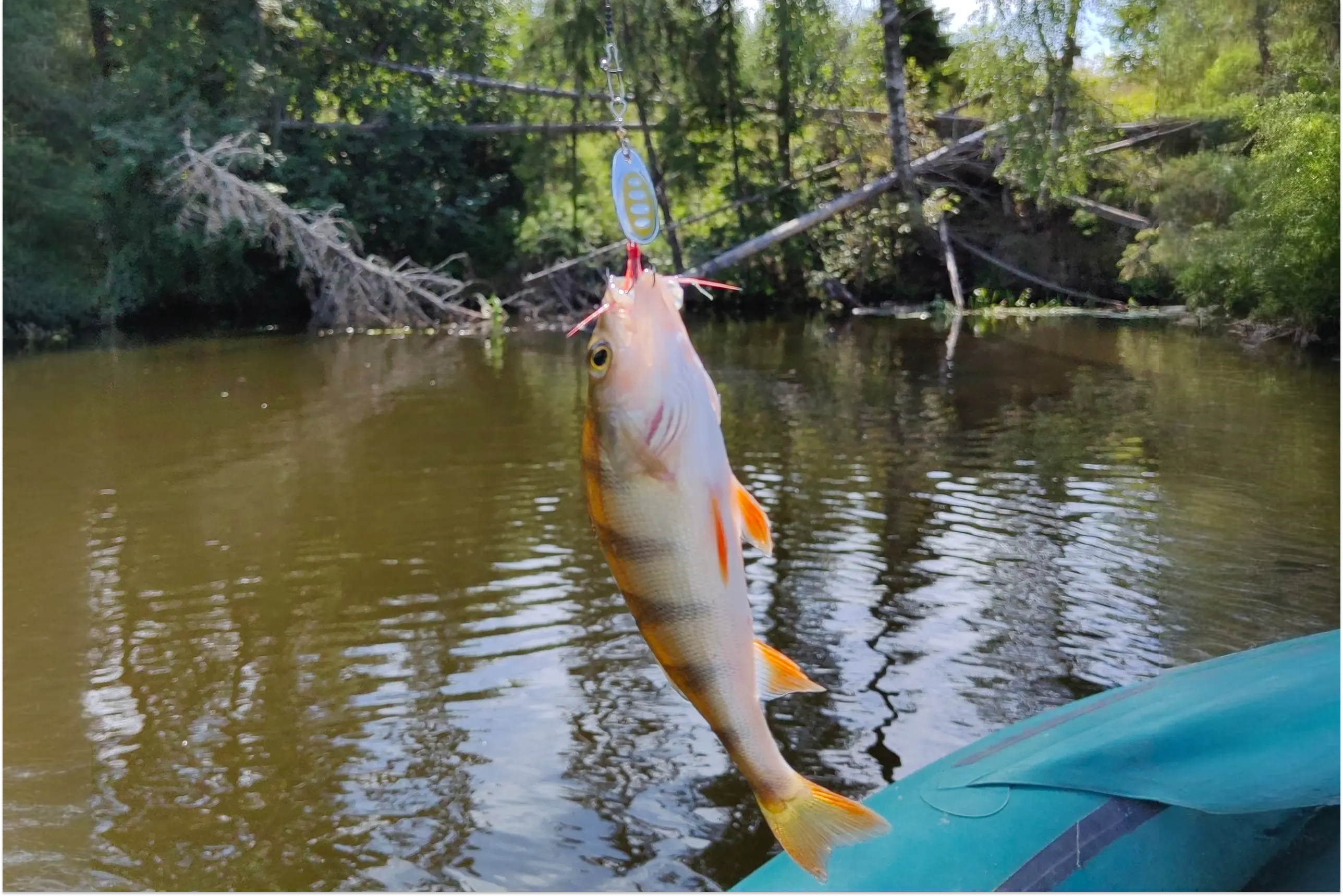 окунь речной