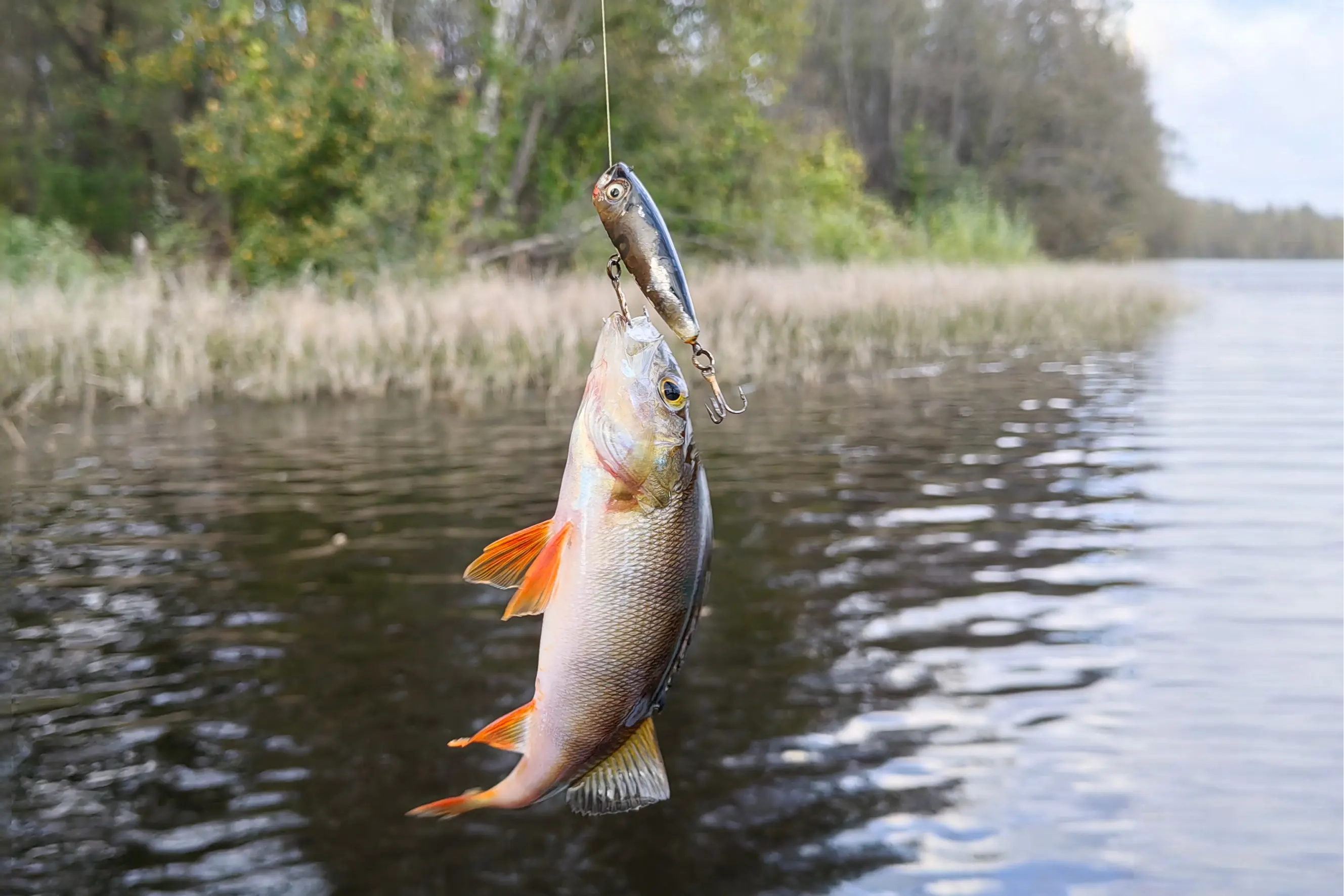 спиннинг на окуня