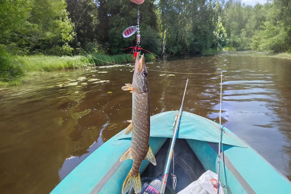 щука летом