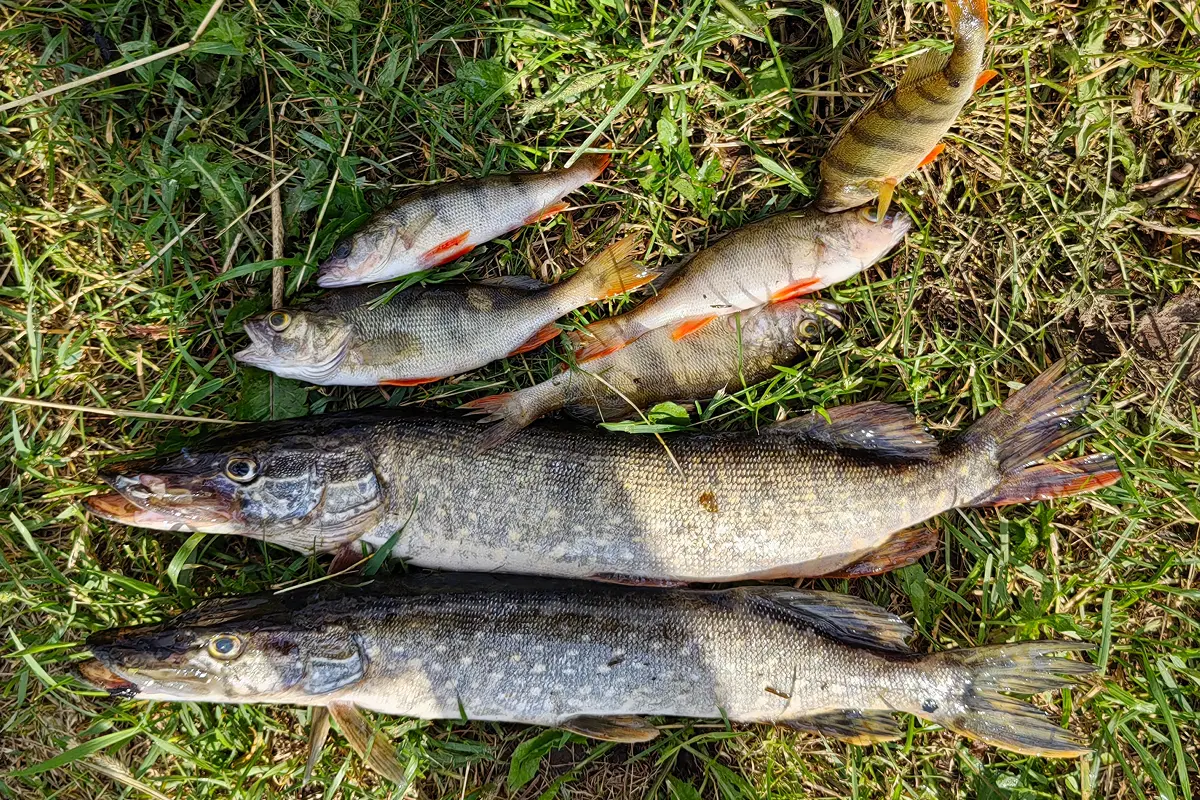 ловля щуки летом