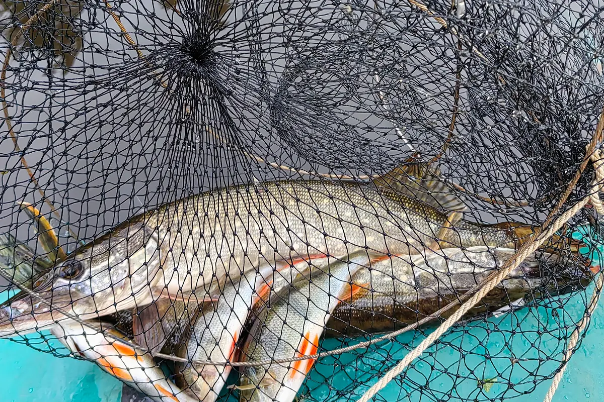 рыбалка на щуку летом