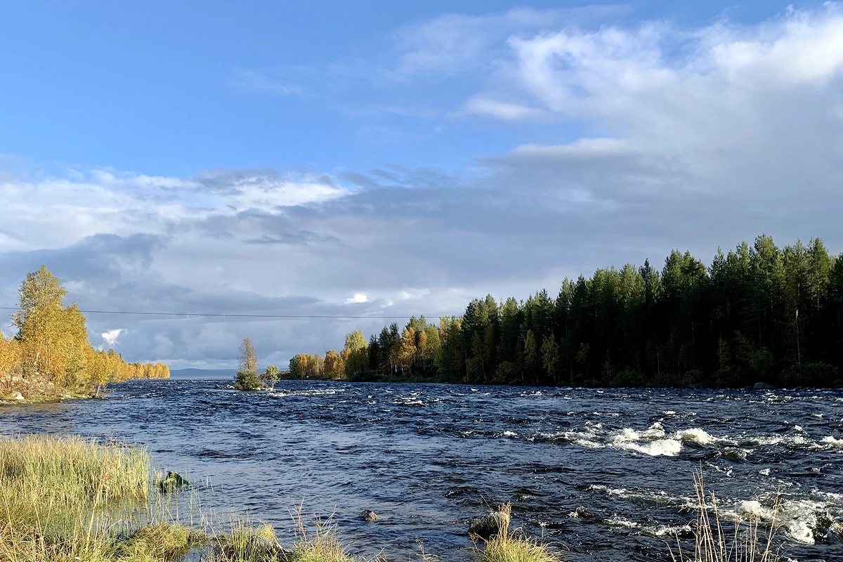 треска в баренцевом море
