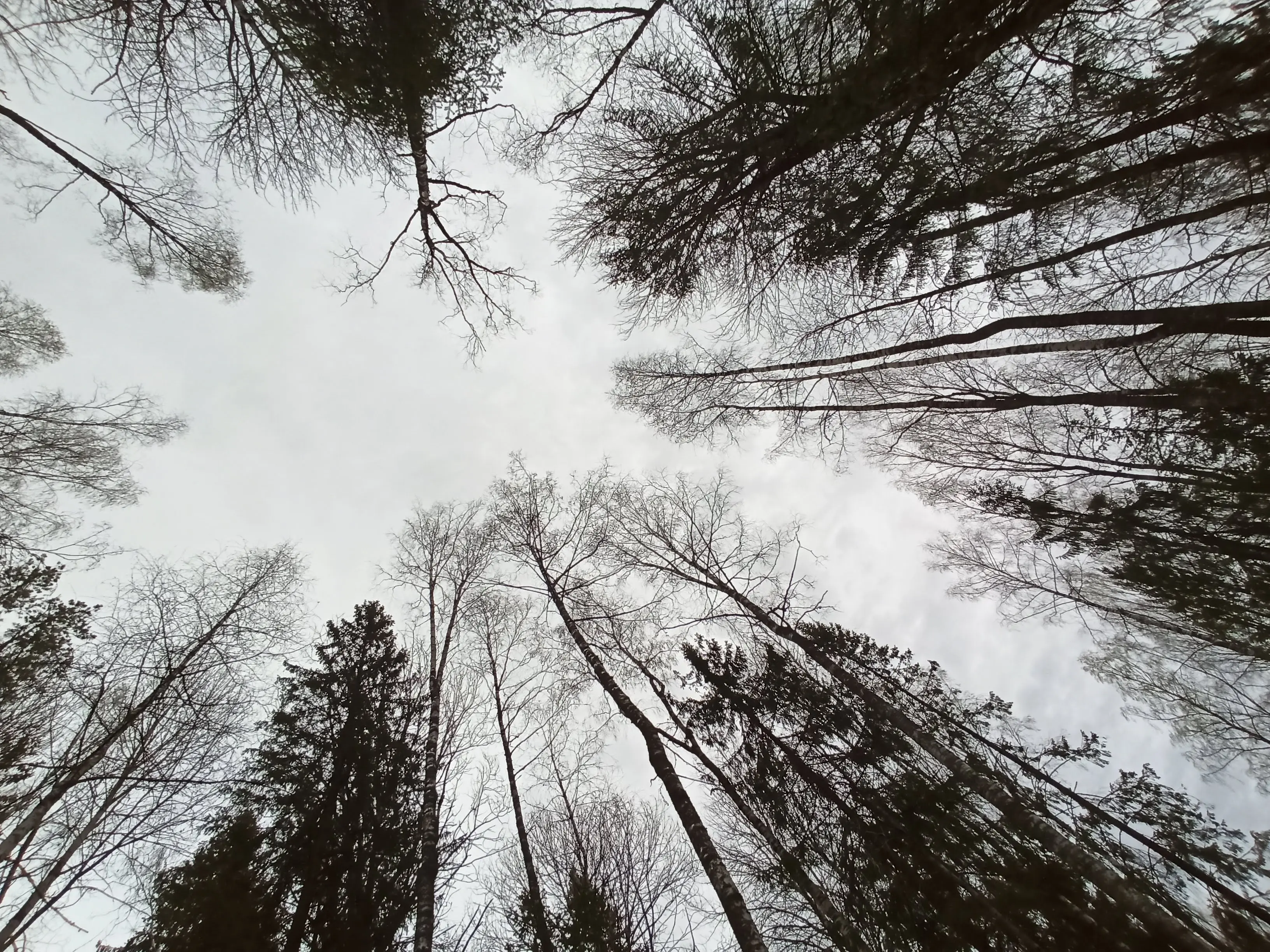 охота на вальдшнепа