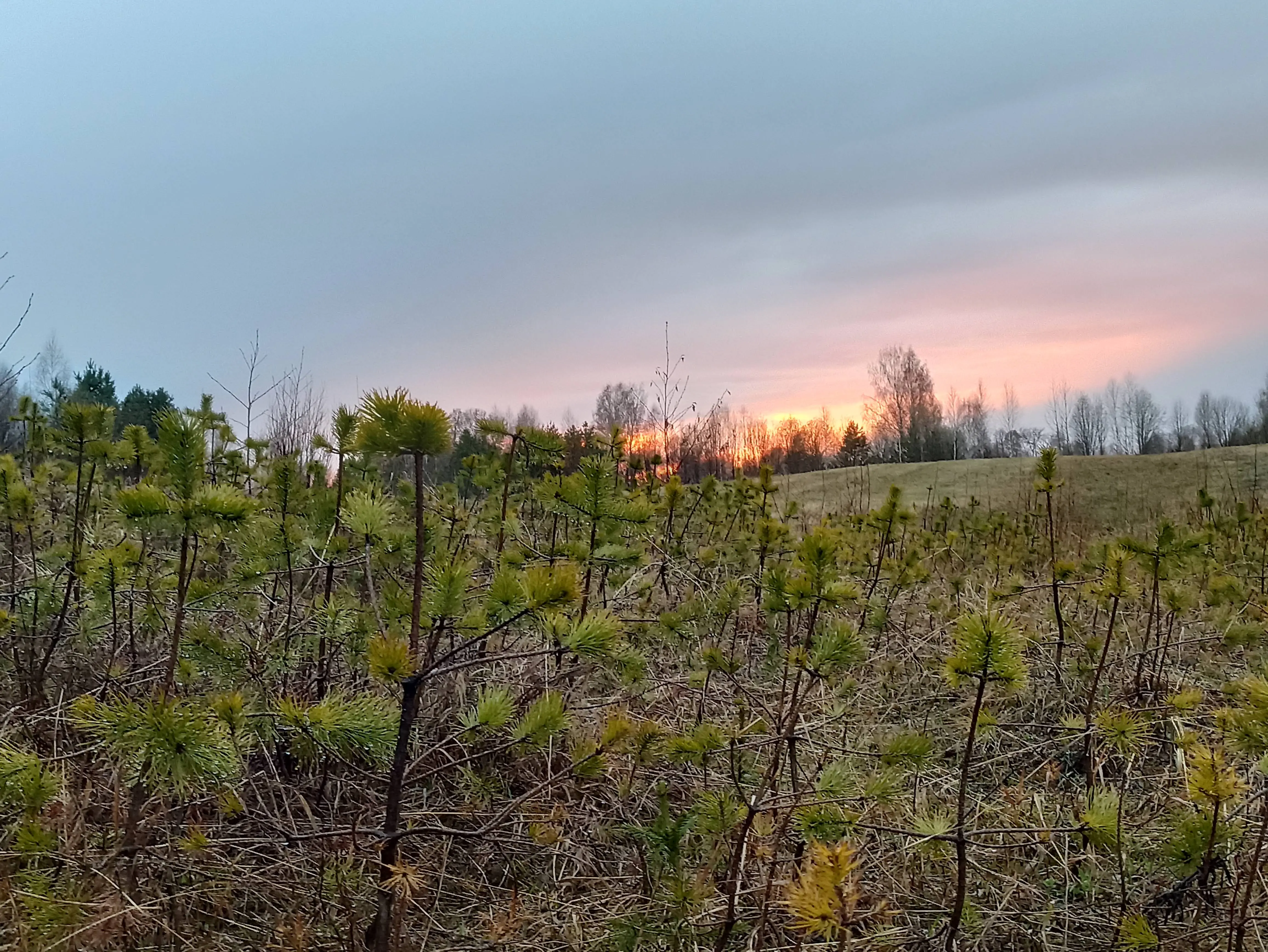 охота на вальдшнепа на тяге
