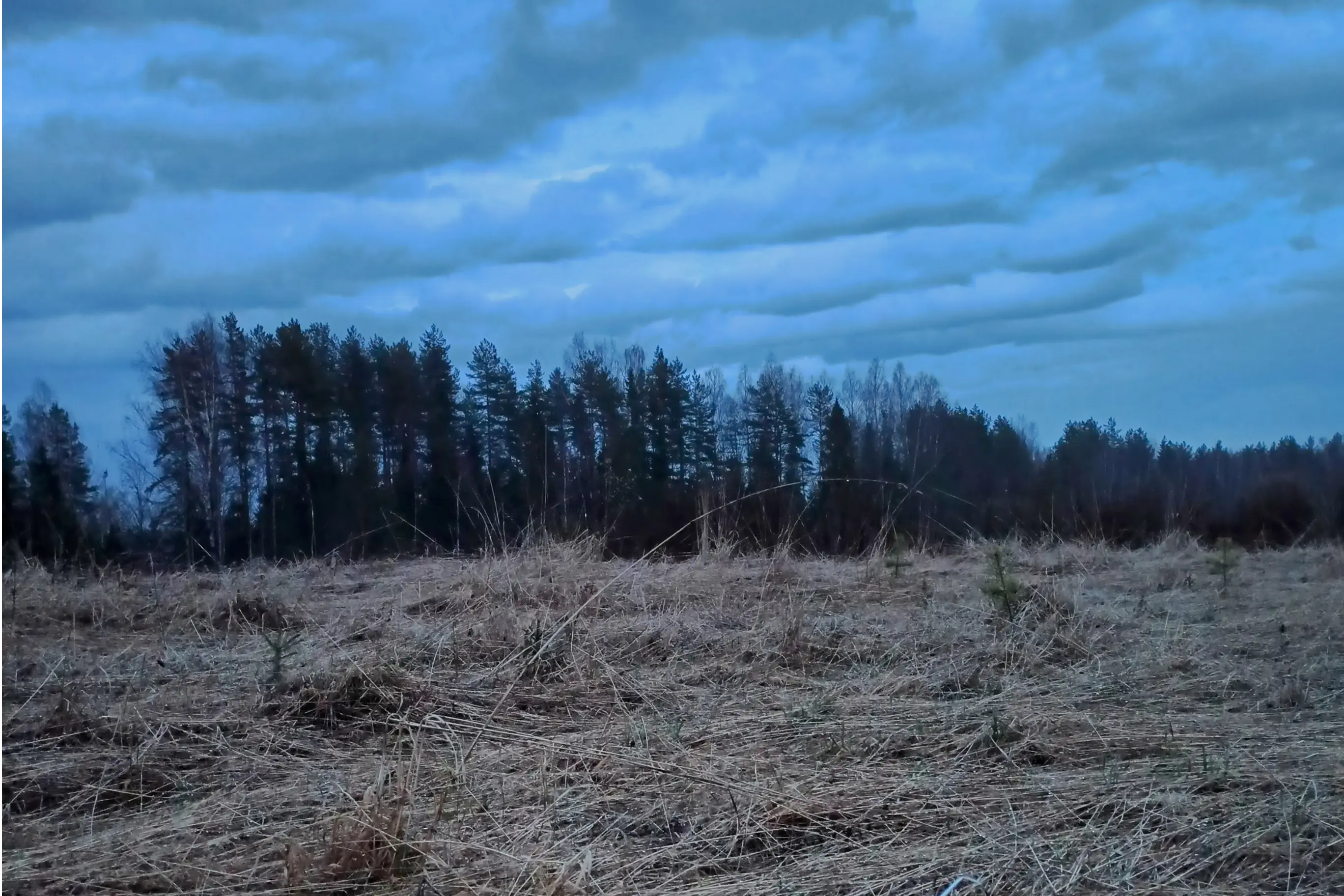 вальдшнеп птица