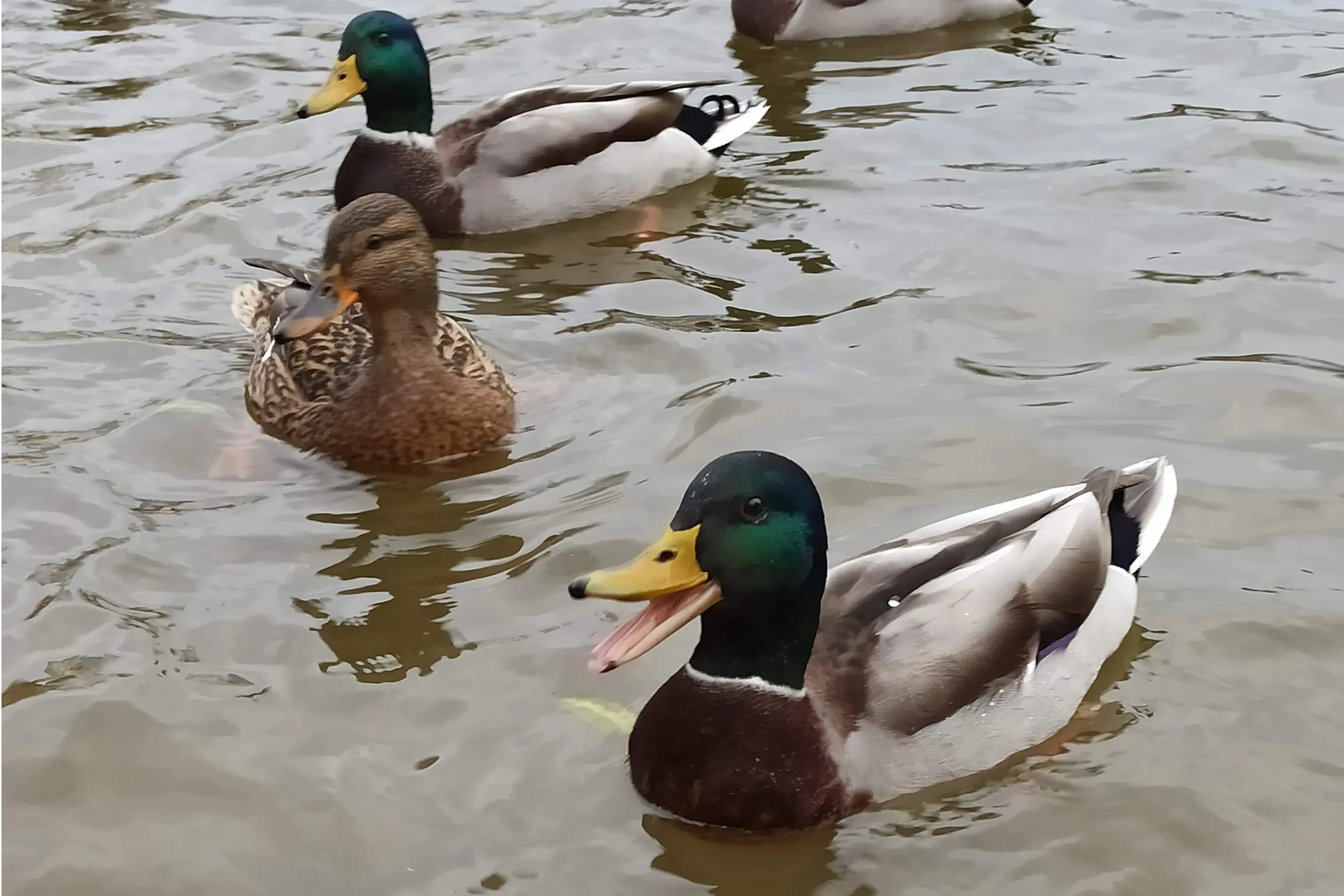 охота с подсадной