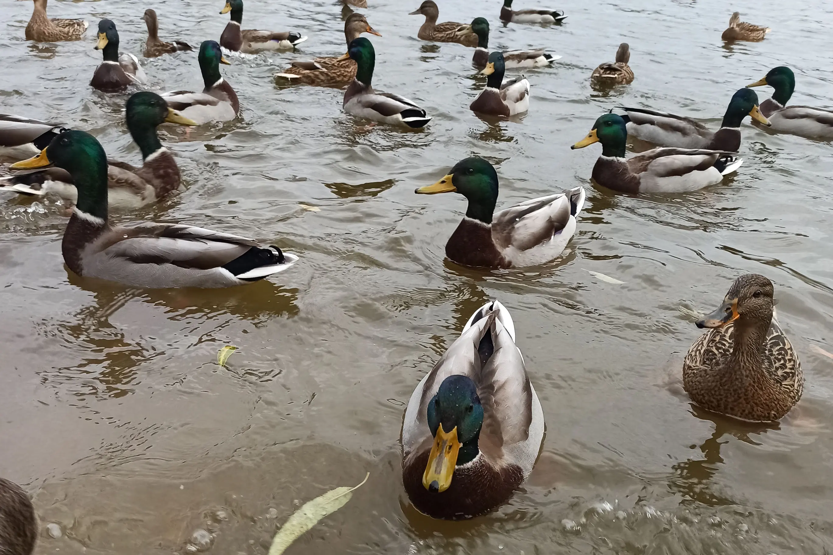 охота на утку