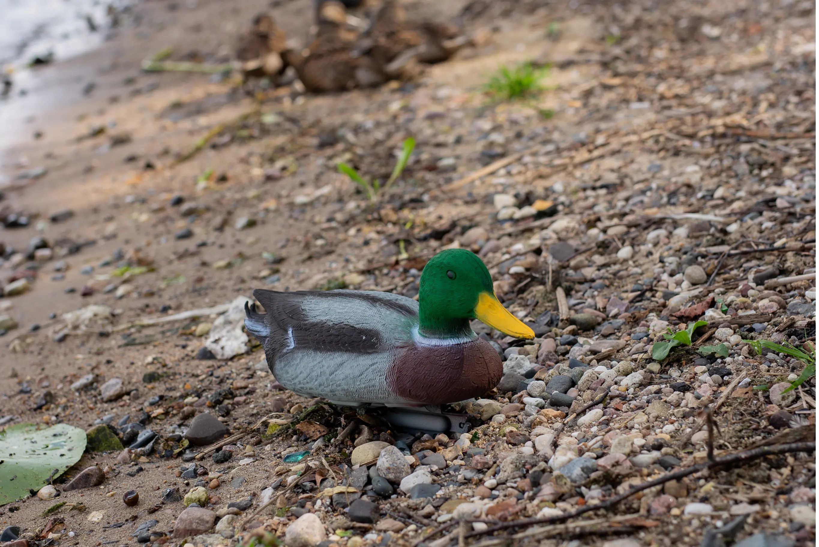 чучела уток