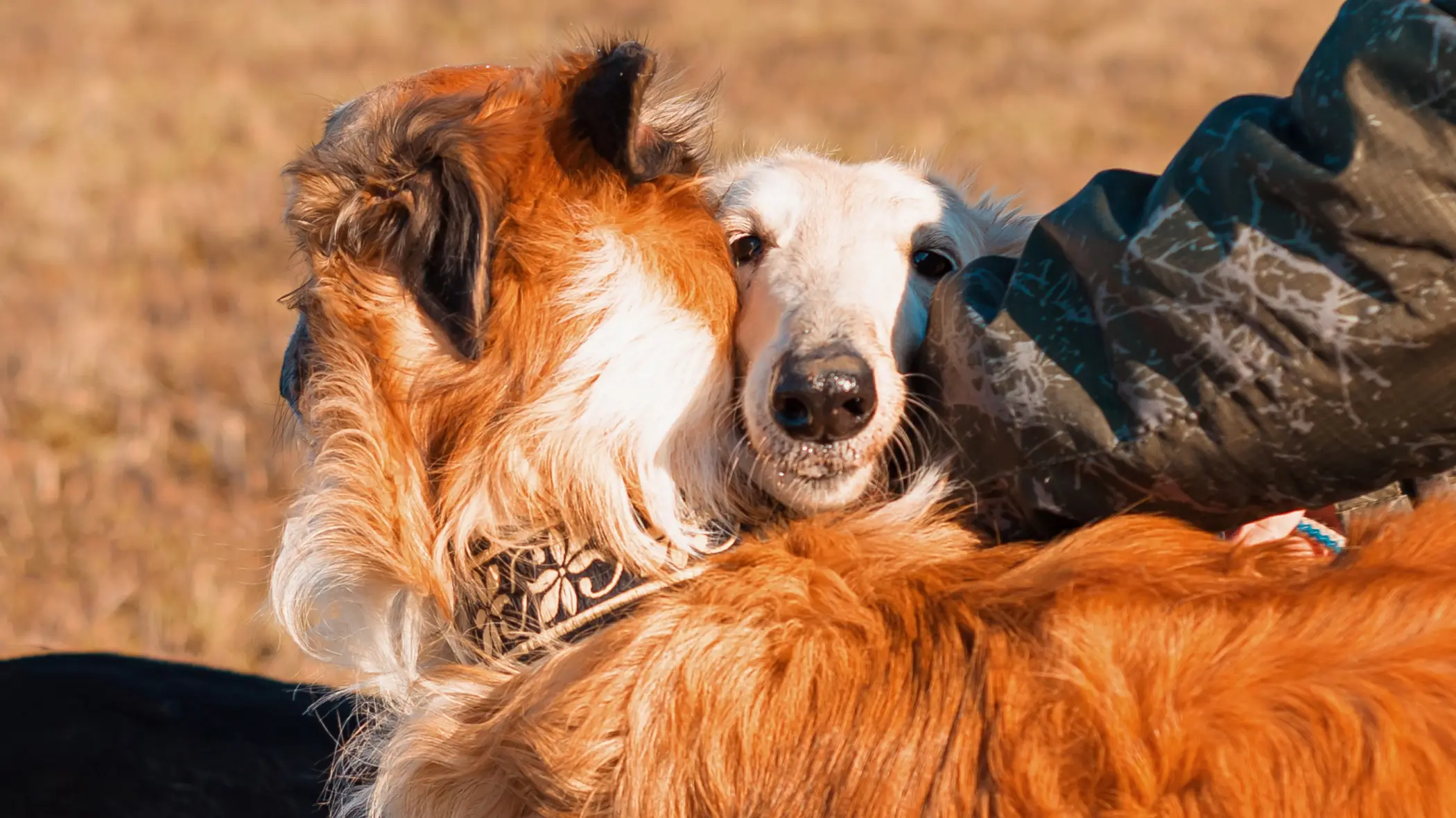 охотничьи собаки