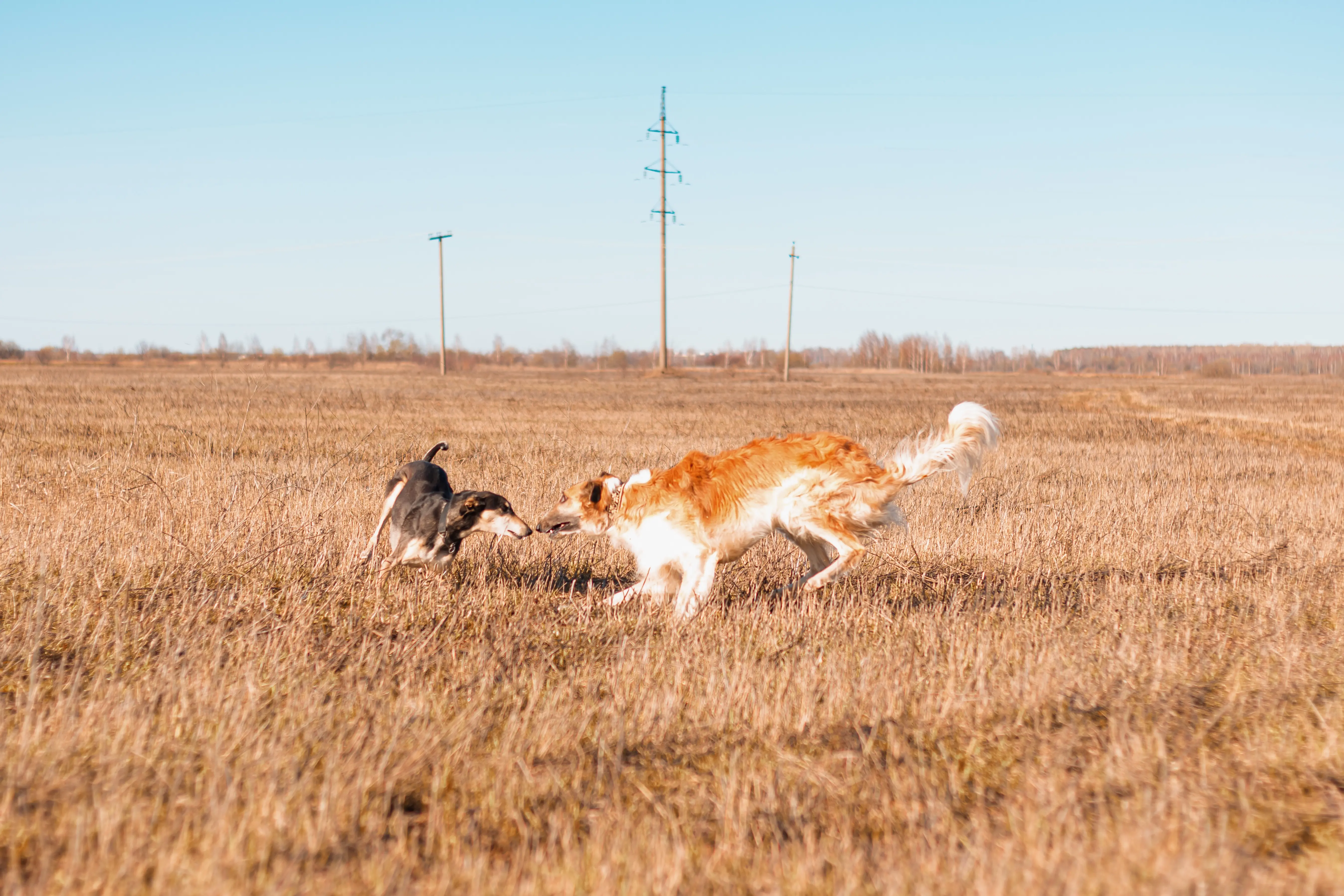 русская псовая борзая