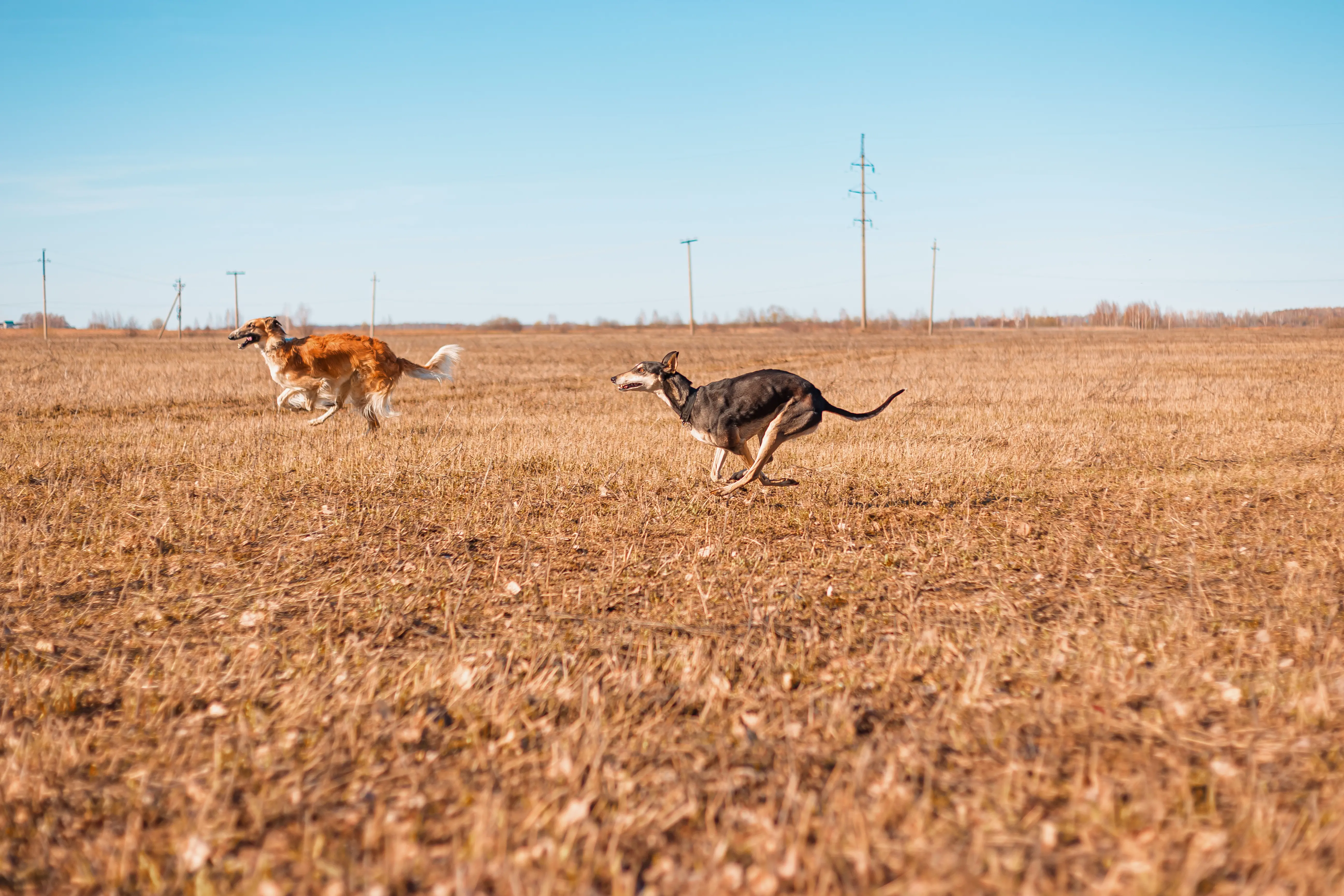 русская борзая