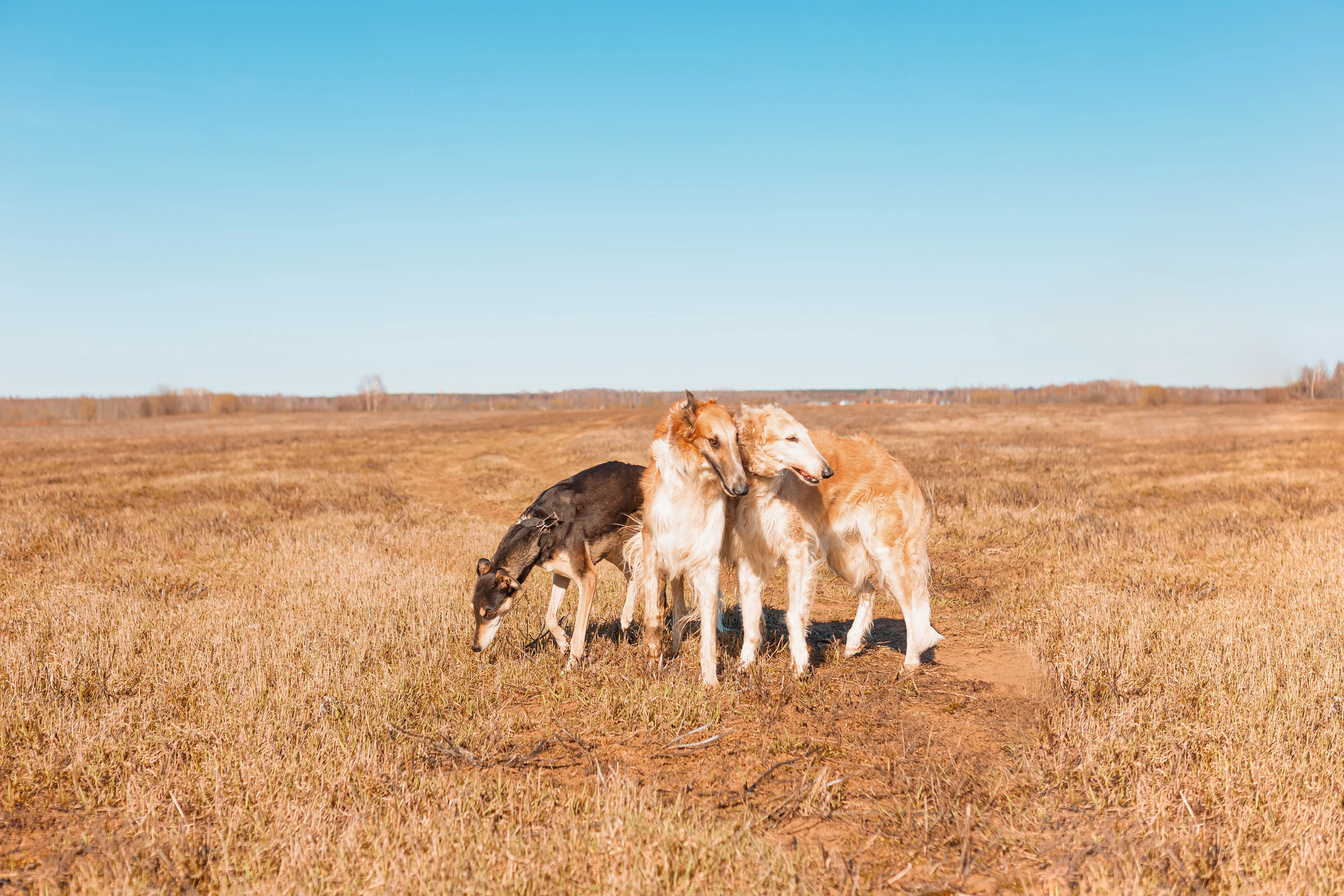 борзая собака