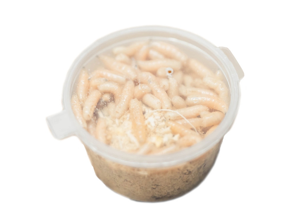 Опарыш белый. Фото №2