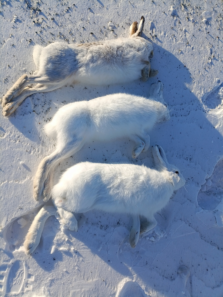 Пользователь #326296