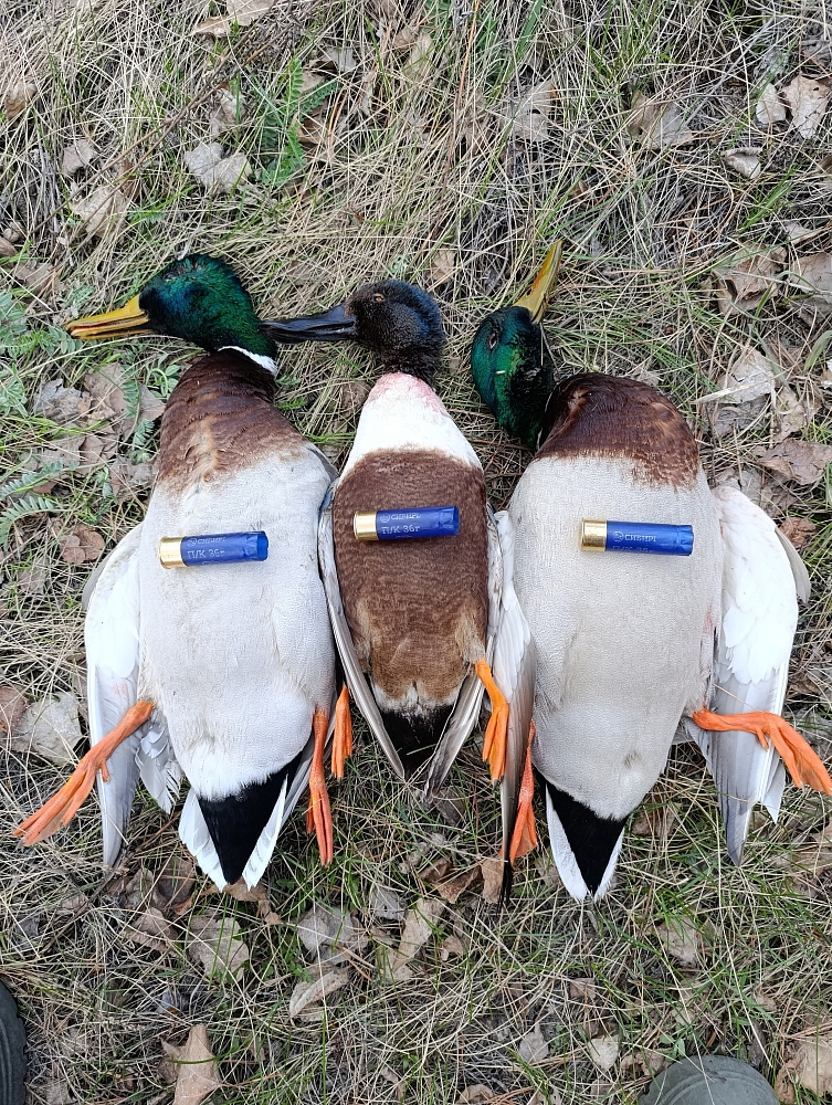 Василий Козырева