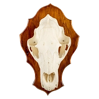 Череп медведя на медальоне