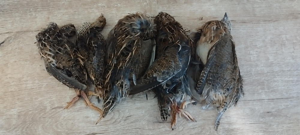 Сергей Смородинов