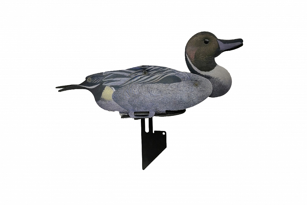 Чучело Шилохвость (утка, селезень) 6 шт.. Фото №3 Чучело Шилохвость (утка, селезень) 6 шт.. Фото №3